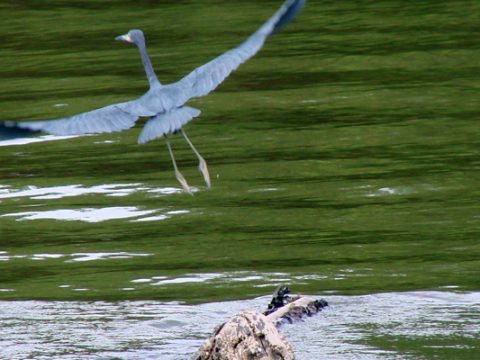 Copia de DSC03657 copia 480x360 - A fauna observada pelos passeios da Natureza Tur