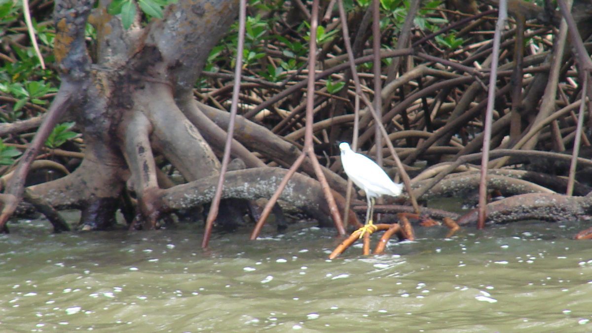Copia de DSC06494 1200x675 - Natureza Tur: preservando e conscientizando