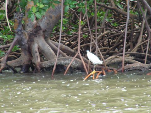 Copia de DSC06494 480x360 - Natureza Tur: preservando e conscientizando
